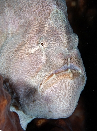 North Sulawesi-2018-DSC04728_rc- Giant frogfish - Antenaire geant - Antennarius commerson